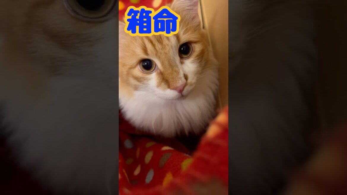 ダンボールが好き　#ノルウェージャンフォレストキャット