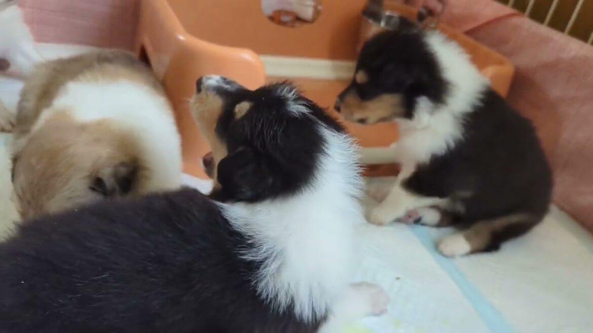 ラフコリーMotherlakecollies ピコの子犬達　生後25日目　20240614