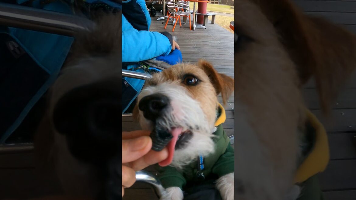 5万人の森公園 #ジャックラッセルテリア #jackrussellterrier #癒し