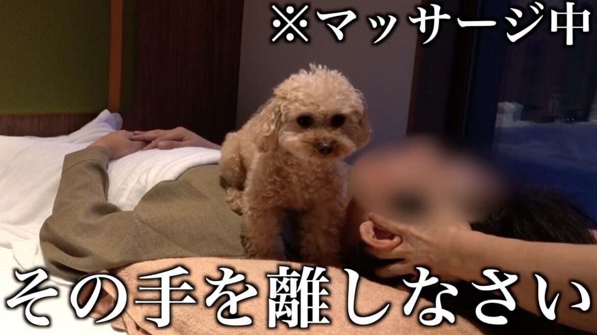 飼い主の浮気は絶対に許さない彼女系トイプードル