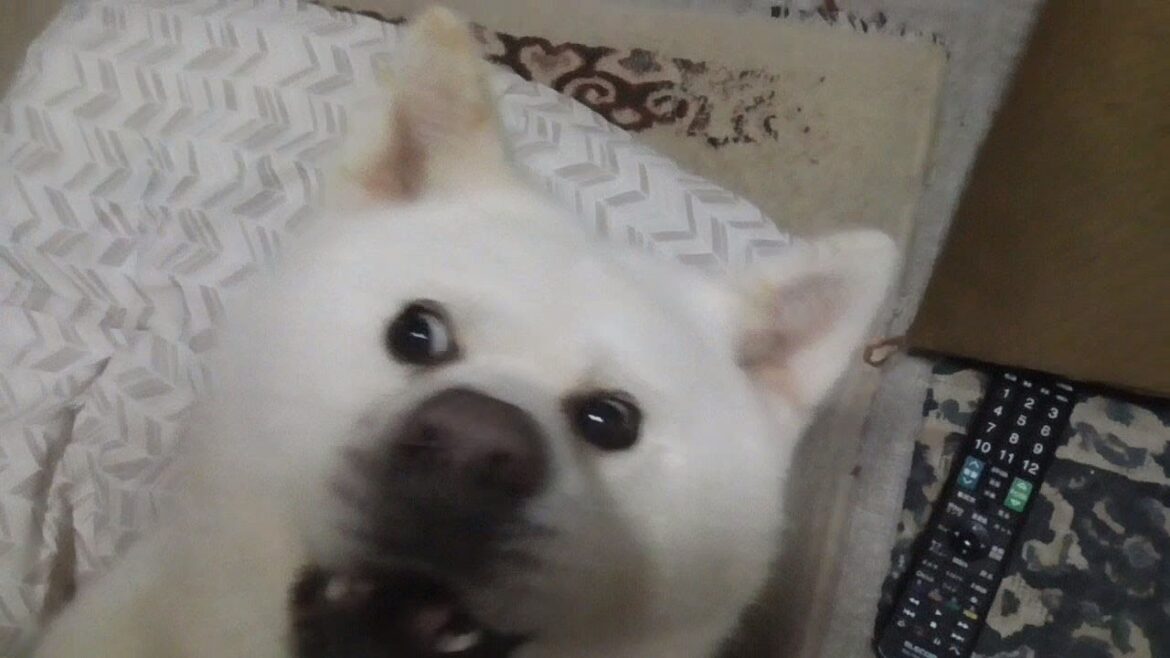 【秋田犬ゆうき】大好きな骨っこ♪で鍛えた顎の力を飼い主の腕で試してみたら怒られた【akita dog】