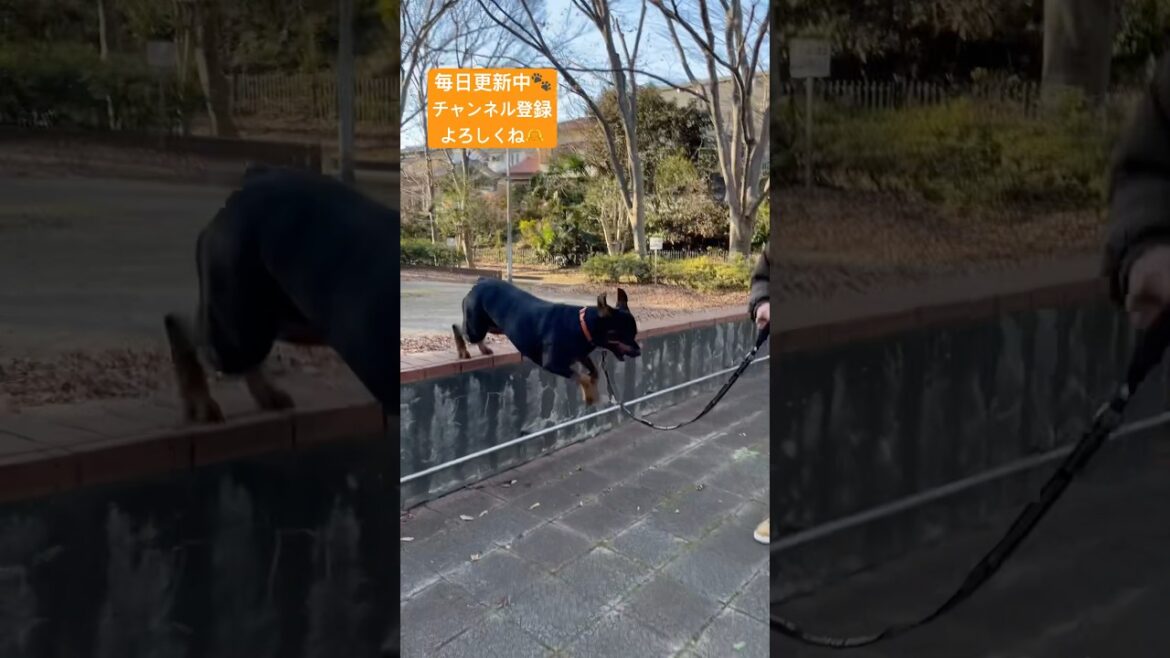 本気を出せばなんでもできるロットワイラー