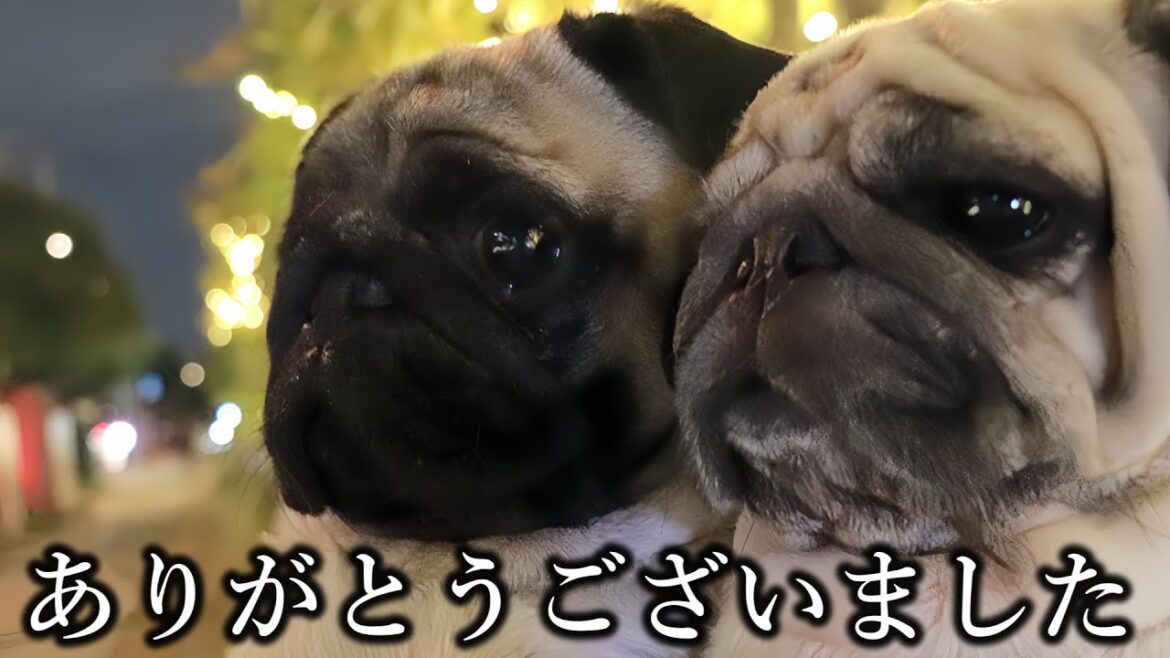 🔴2025年最後の生配信(※お詫びがありますので概要欄をご覧下さい) 🔴2025年最後の生配信(※お詫びがありますので概要欄をご覧下さい)