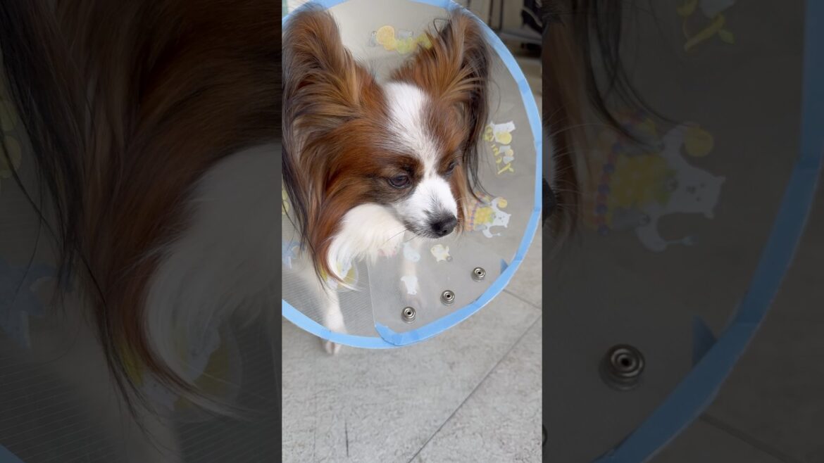 病院の大好きなお姉さんに会えなくてショックを受ける犬 #shorts