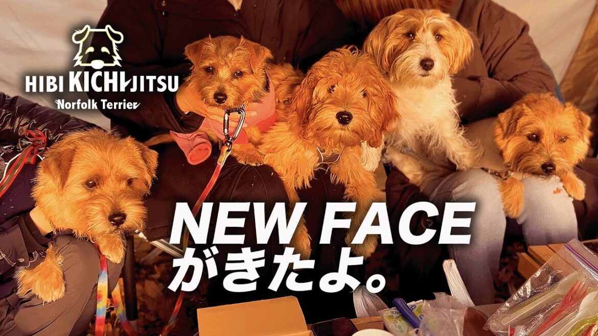 愛犬キチ　NEW FACE PUPPYと仲間達【 camp ノーフォークテリア norfolkterrier terrier AL 】