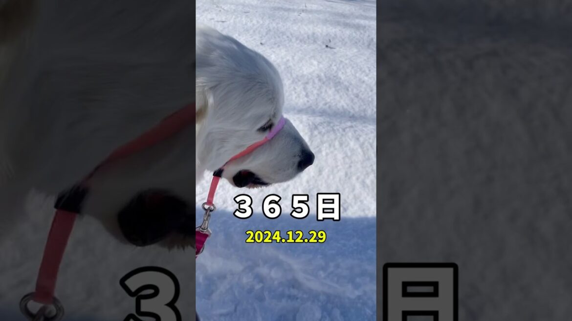 👧なっちゃんアフレコ日記🐻‍❄️三歳　　　　　　　　　　　#グレートピレニーズ#GreatPyrenees#癒し動画
