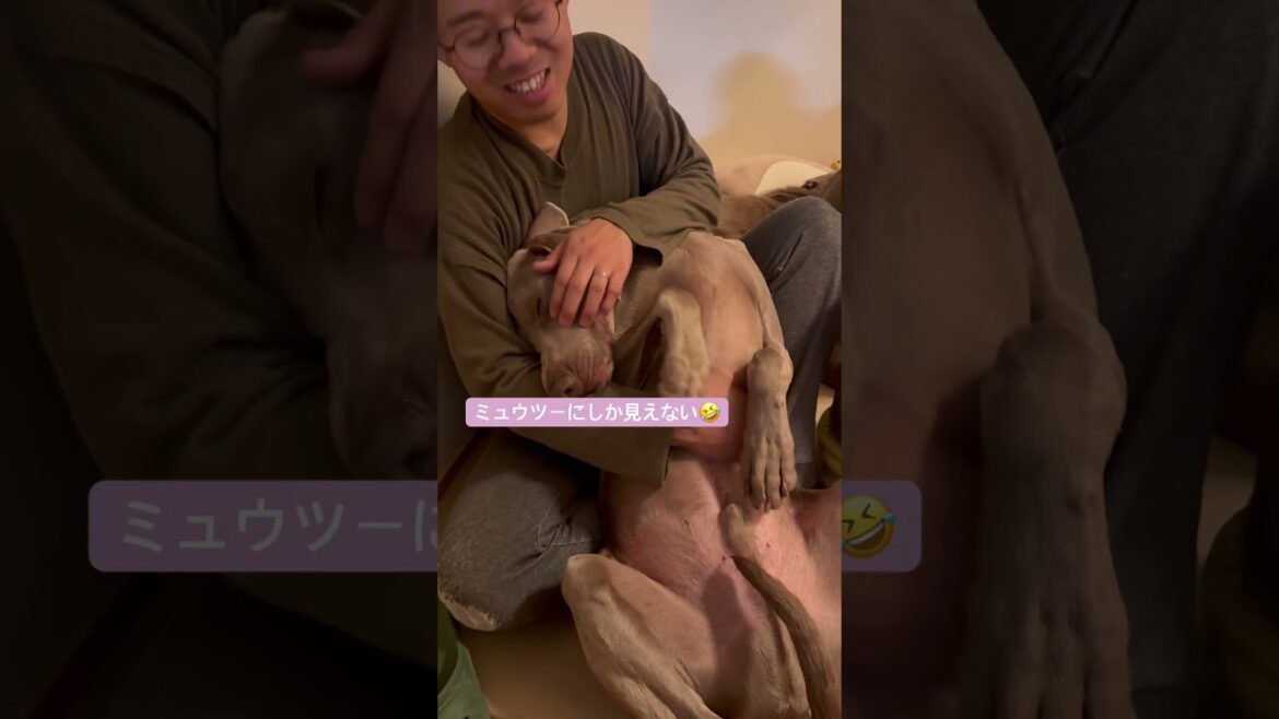 超甘えん坊な大型犬といちゃいちゃして癒される#ワイマラナー #dogvlog #ペット #大型犬