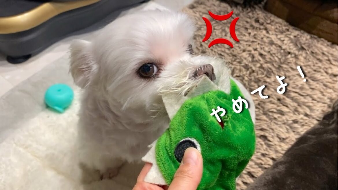大掃除で片付けた矢先から散らかしまくる犬