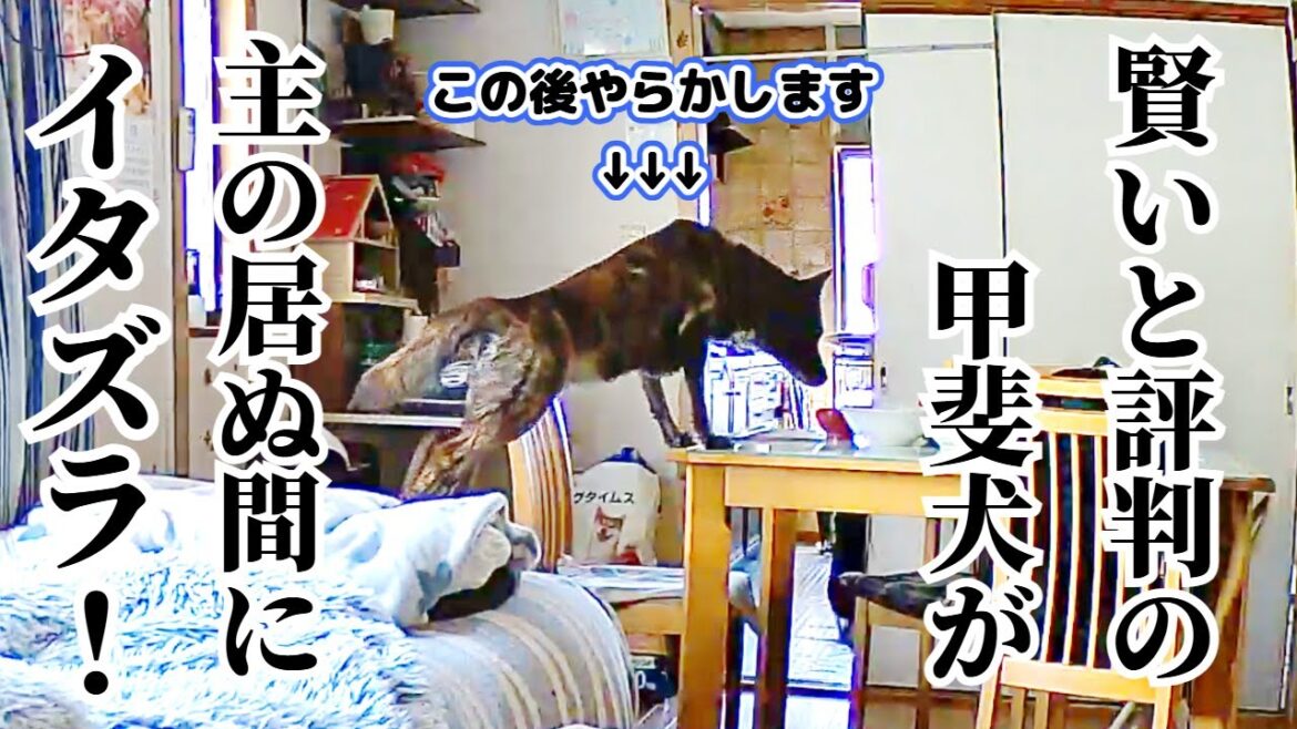 お留守番カメラで発覚‼飼い主が外出時、甲斐犬がイタズラしてました‼発覚後の謝罪があざとすぎる‼【柴犬・甲斐犬】#甲斐犬 #柴犬 #vlog