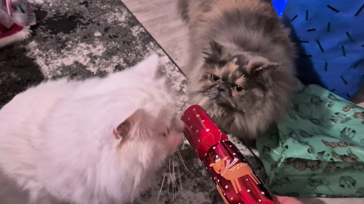 Cats vs. Christmas Cracker: The Boop of Confusion!