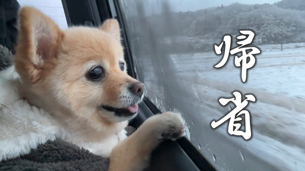 実家に帰れるのが嬉しくて愛犬がこうなりました…笑