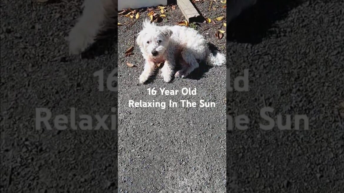 Adorable Old SnowDog Sunbathes #olddog #cutedogs #love