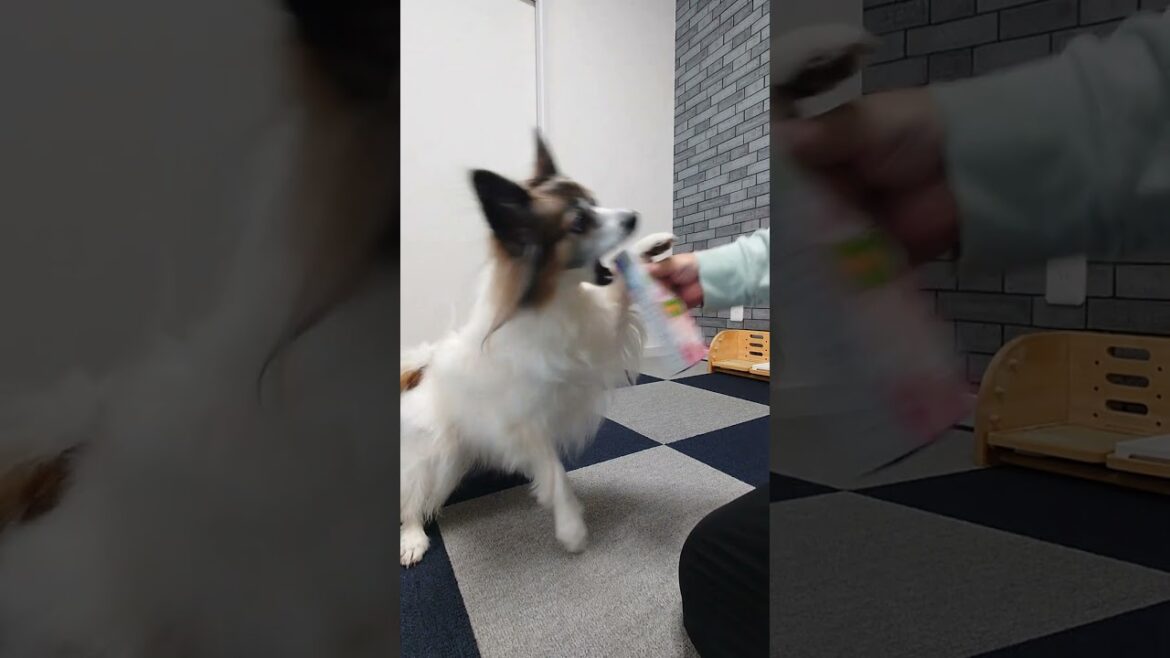 おやつの為にがんばるワンコが可愛い #犬のおやつ #パピヨン #可愛い犬