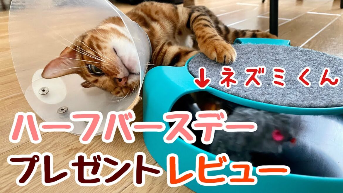 【商品レビュー】ベンガル子猫のハーフバースデーにフライングタイガーのおもちゃをプレゼント