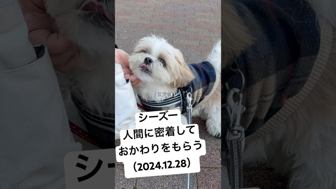 【シーズー】今日の朝んぽ / おかわり / 順番は守る / お友達 （2024.12.27） #シーズー #shihtzu #shorts