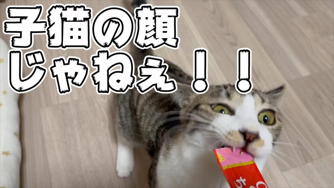 初めてちゅーるを食べたうちの子猫さんの反応が面白かった♡