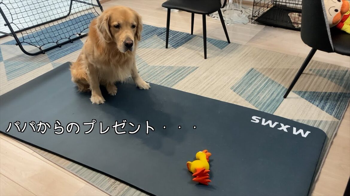 想像以上に騒ぐ新しい友達に、困惑を隠せない大型犬w