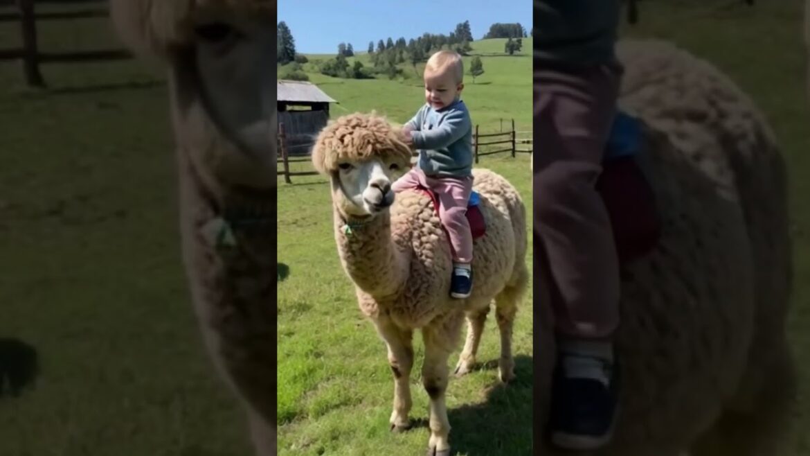 【赤ちゃん】やさしいアルパカさん