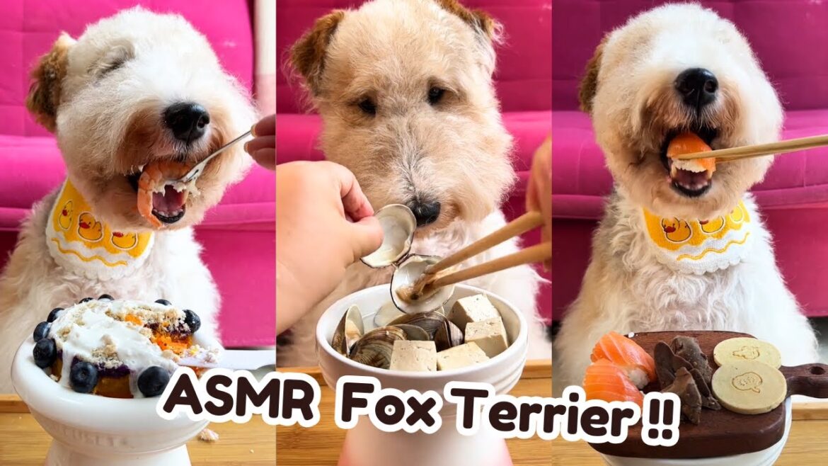 ASMR Fox Terrier Eating!!