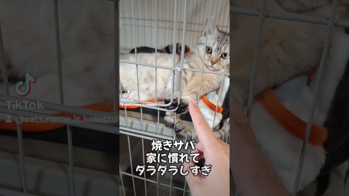 家きて三日目の猫(Cat on the third day at home)