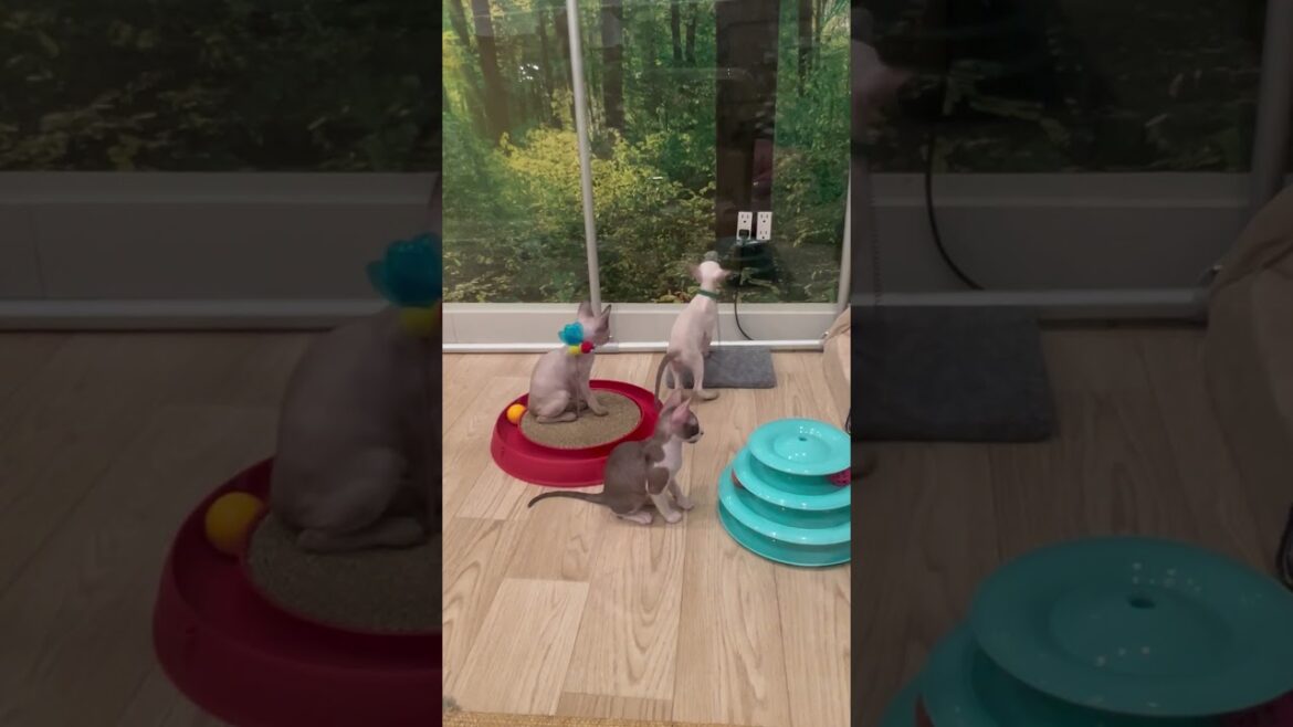 New toys in kitten pen. Adorable Cornish Rex kittens. 8 weeks old