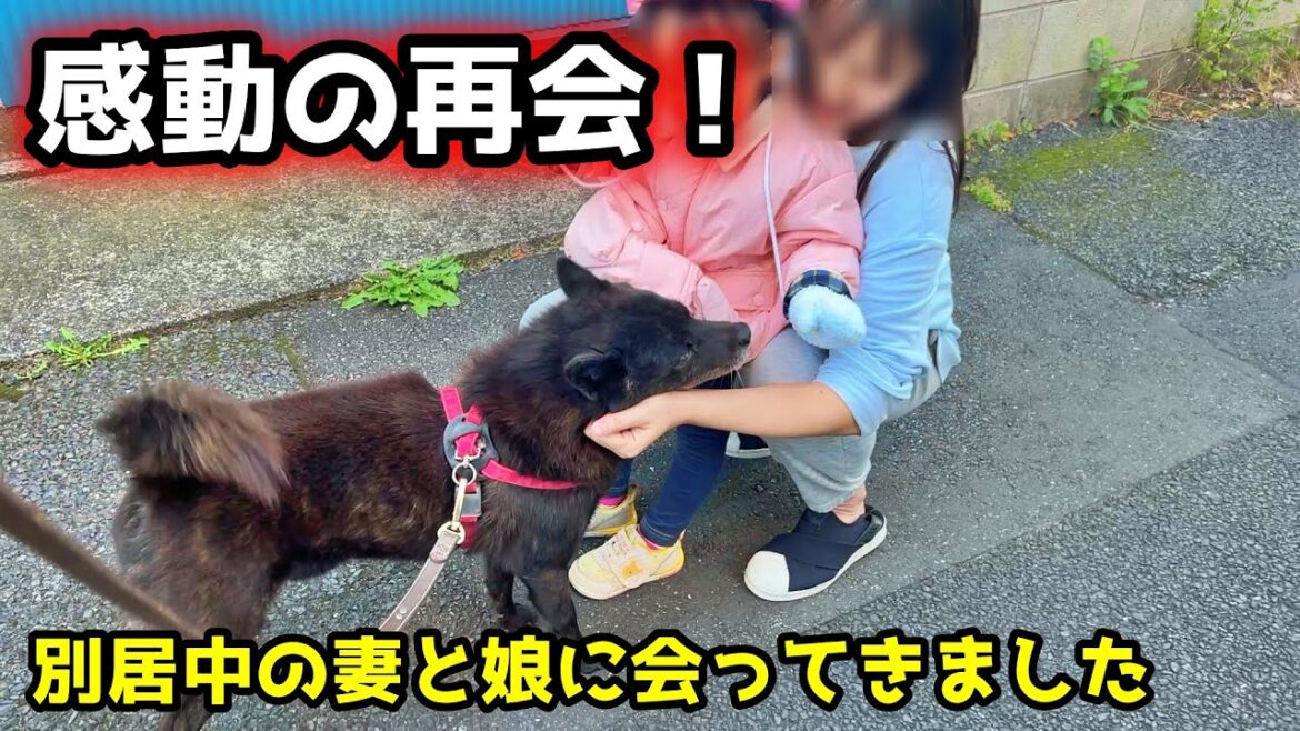 【甲斐犬一休】感動の再会！実家に帰った妻と子供に会ってきました
