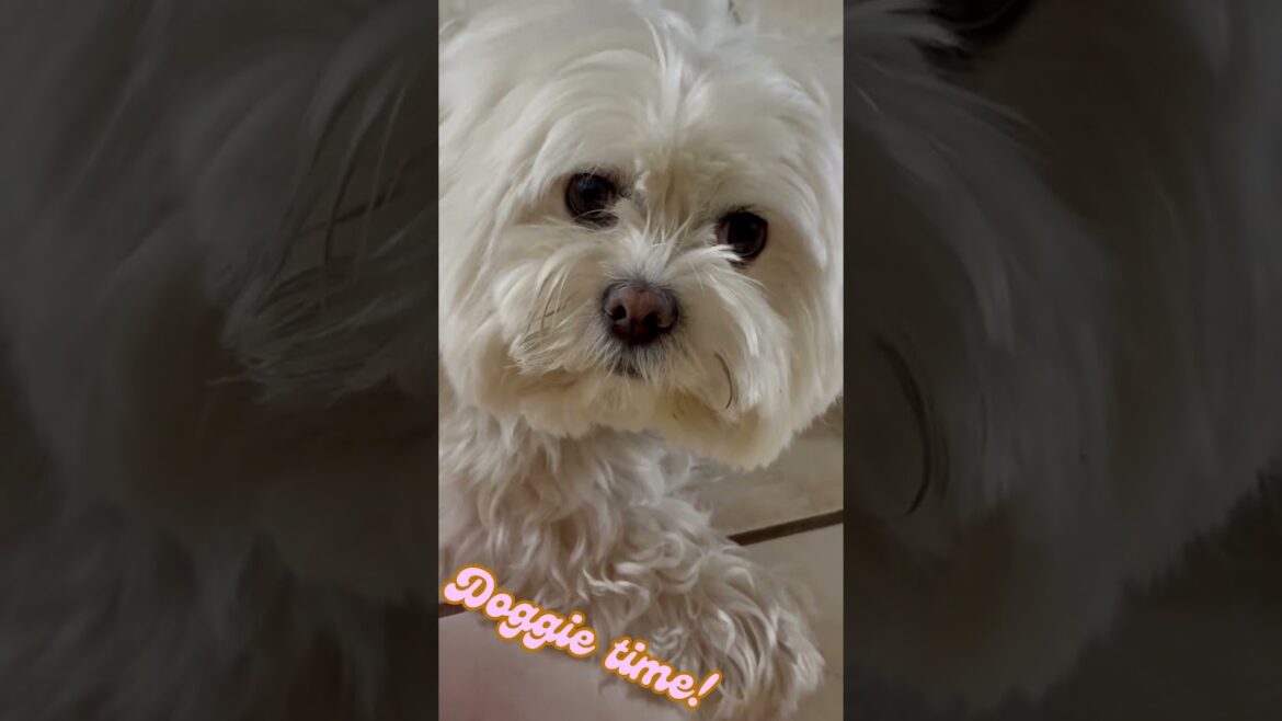 Family Pet I Cute Maltese Doggie #pets #maltese #doggieshorts