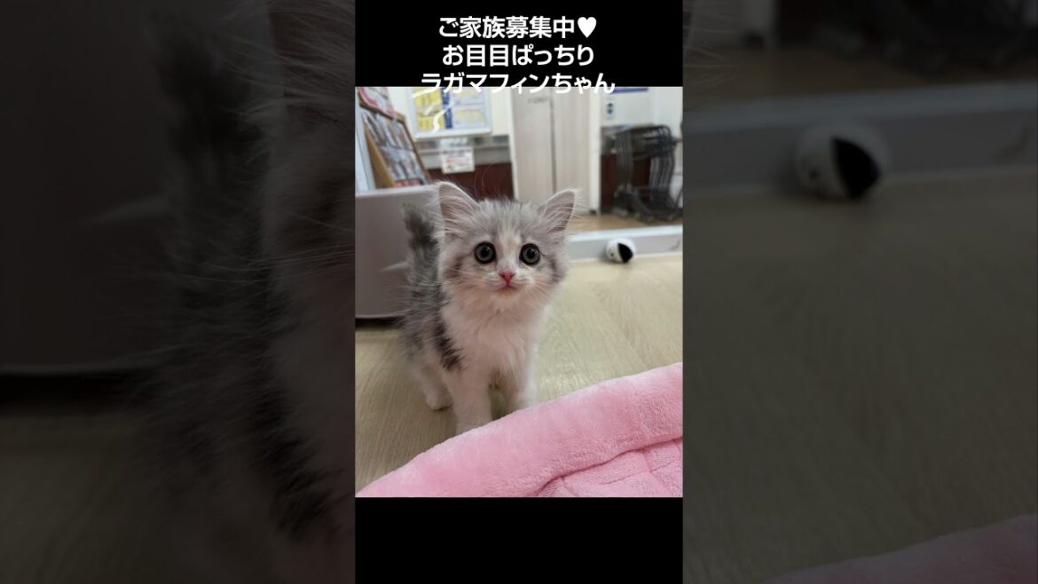 お目目ぱっちりラガマフィンちゃん😺【横浜ペットショップ ベルドック】#shorts #猫動画 #猫のいる暮らし #ラガマフィン