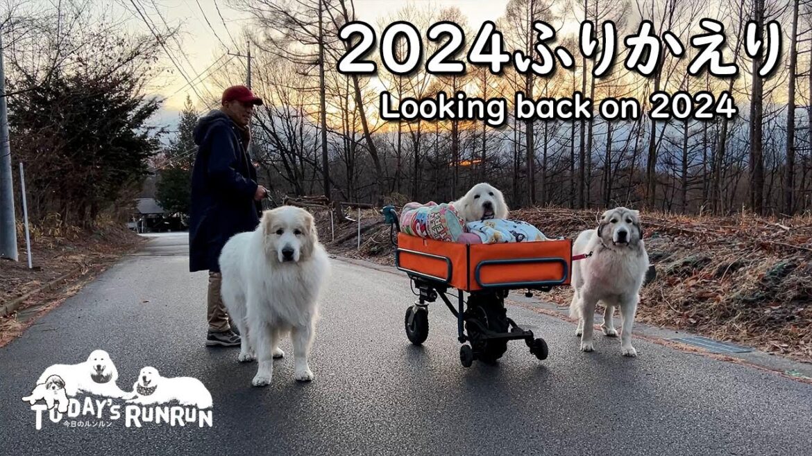 2024年ふりかえり 1年間ありがとうございました Great Pyrenees グレートピレニーズ 2024年ふりかえり 1年間ありがとうございました Great Pyrenees グレートピレニーズ