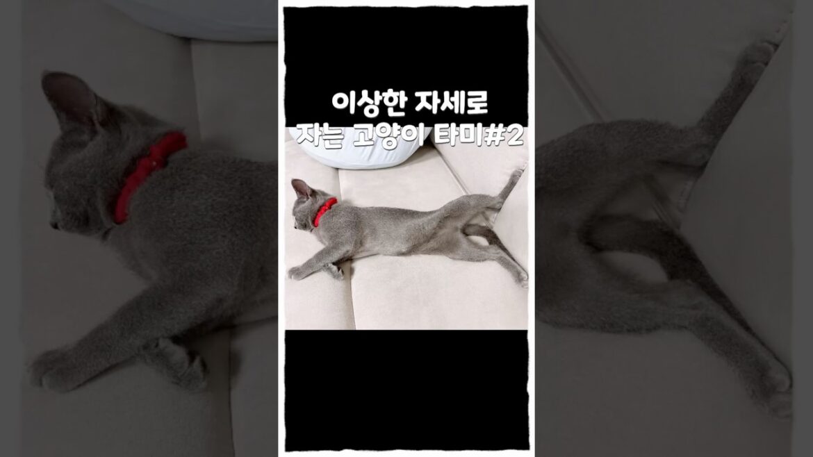 이상한 자세로 자는 고양이 타미  #고양이 #고양이브이로그 #고양이일상 #cat #catlover #러시안블루 #초보집사  #고양이자는자세 #자는고양이 #고양이자세