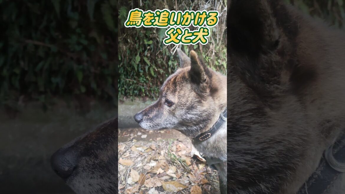 【甲斐犬 mix ハル】鳥を追いかける、父と犬 #甲斐犬