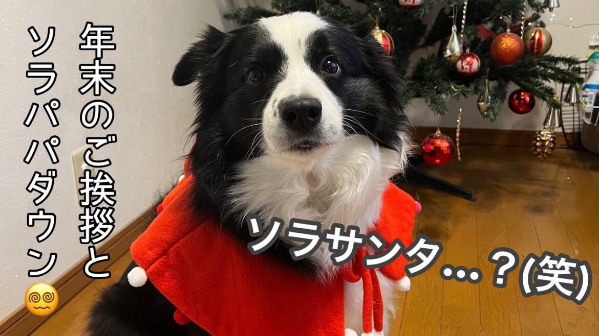 ソラ家クリスマスからのパパダウンしました #ボーダーコリー #dog #bordercollie