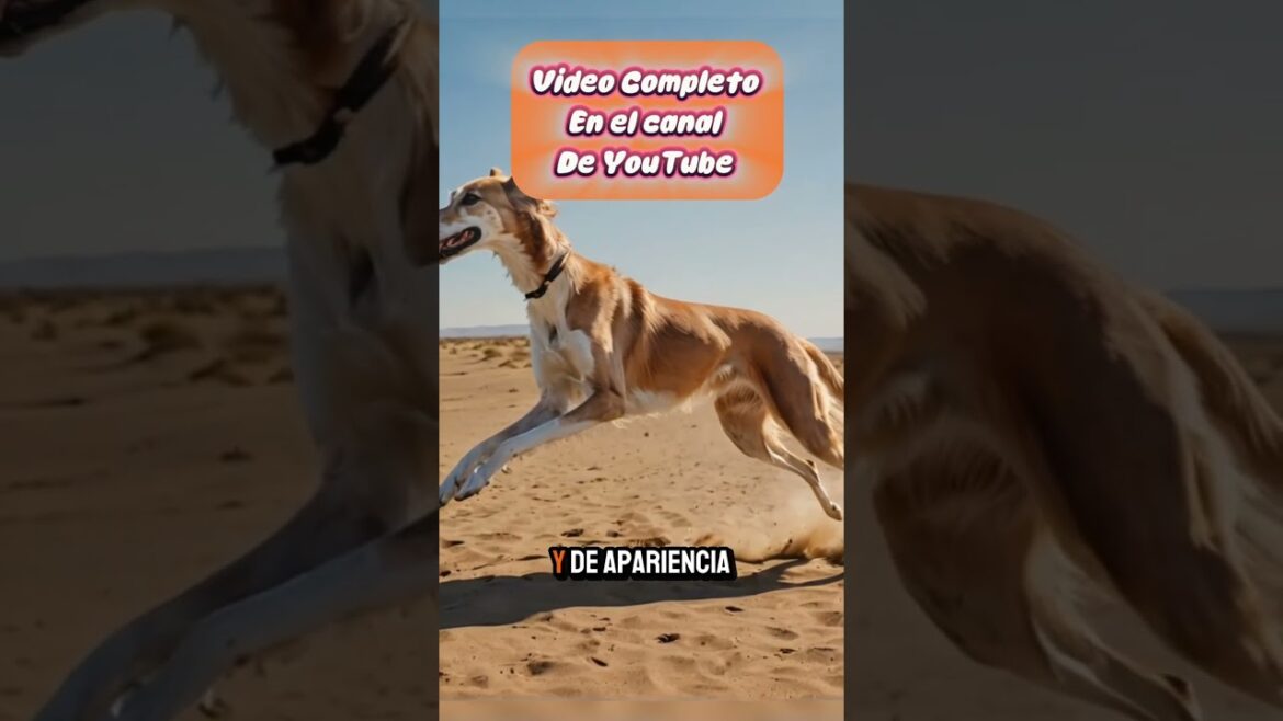 ¡El Saluki, el galgo más rápido del mundo! 🏃‍♂️💨