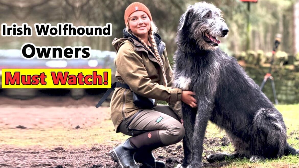 アイリッシュ・ウルフハウンド犬はあなたに適していますか? || 巨大犬種対決!