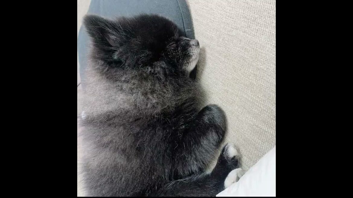 【くまたの日常】色んな寝方するくまさん　#shorts  #ポメラニアン#pomeranian #オリジナル曲