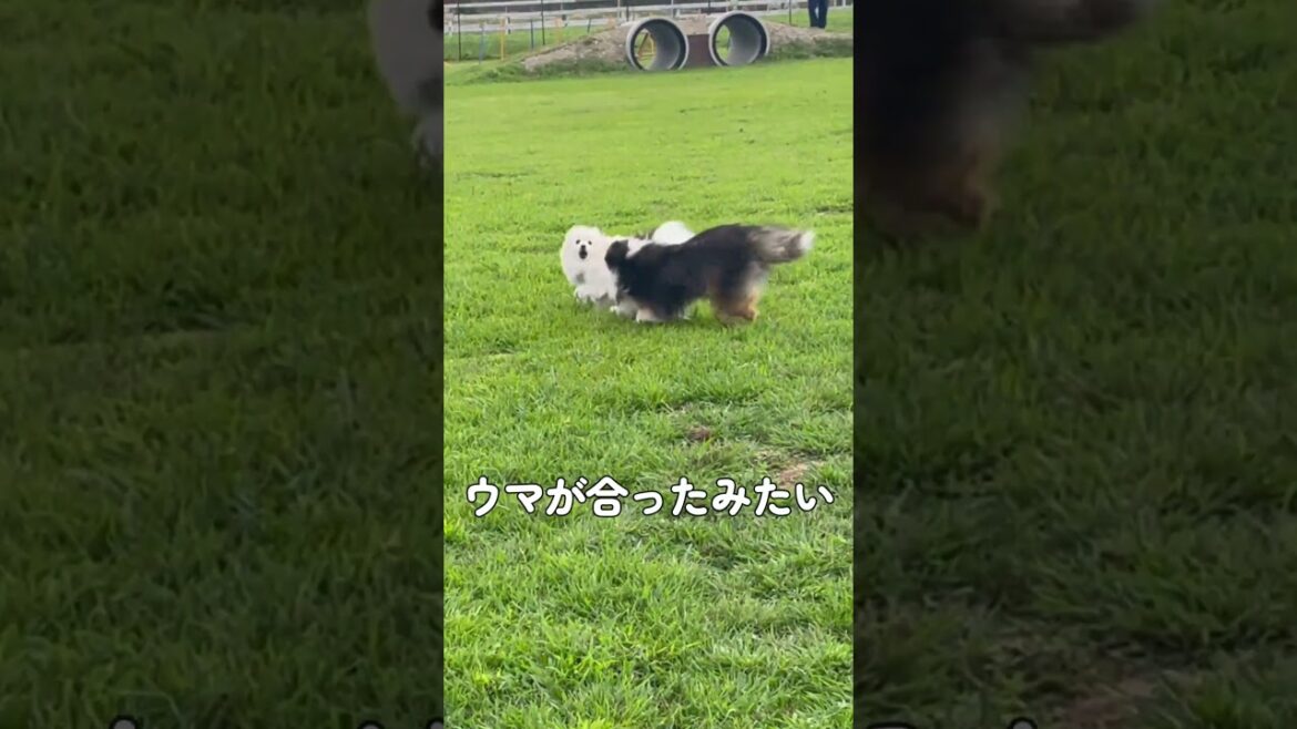 久々のドッグランで超ご機嫌な犬【愛犬シェルティ_キキvlog】