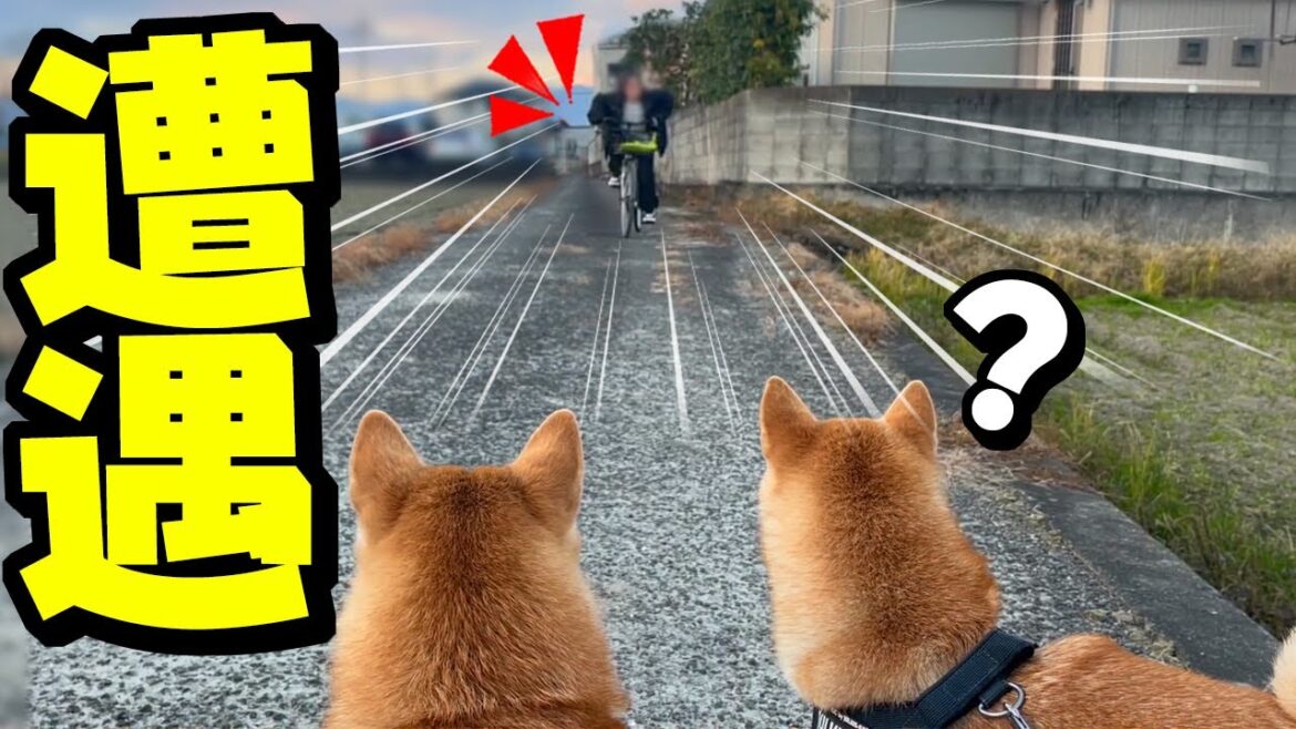 突然、散歩中に自転車で爆走する娘が現れた時の柴犬姉妹の反応がこちらです