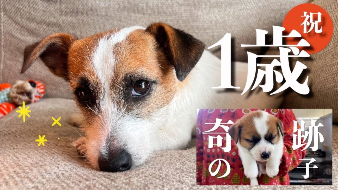 【誕生日】愛犬を亡くした日に生まれた奇跡の子犬が1歳になりました/ジャックラッセルテリア