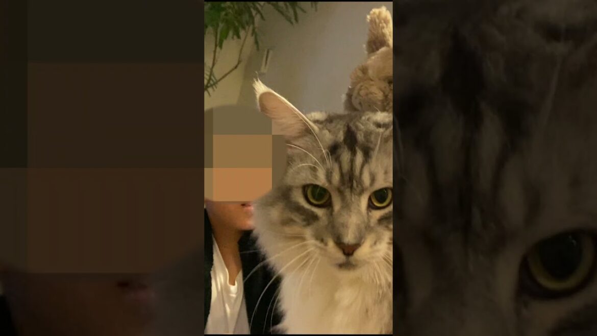 頭にウサギを乗っけられて遊ばれる大型猫#メインクーン#shorts