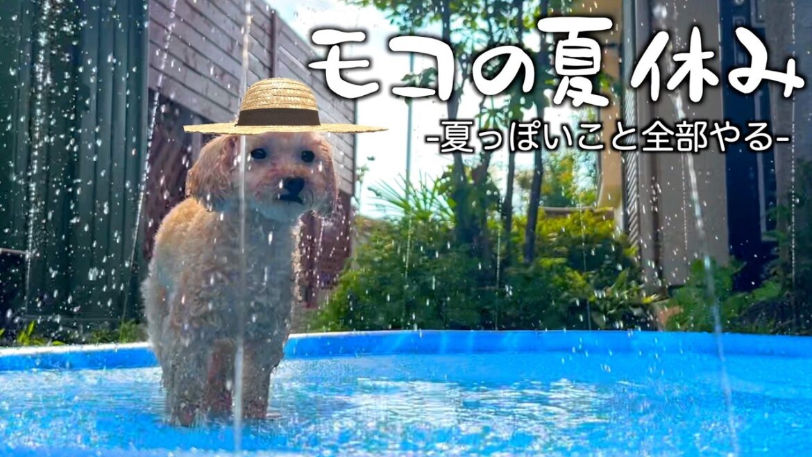 甘えん坊トイプードルの忙しすぎる夏休み! 甘えん坊トイプードルの忙しすぎる夏休み!