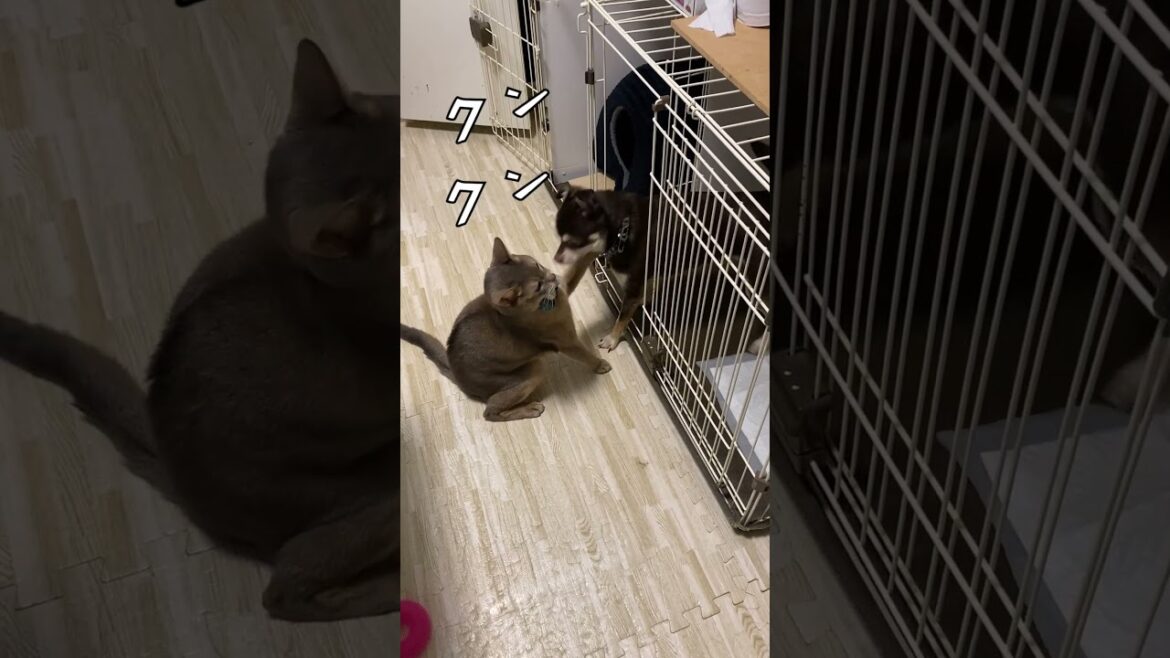 猫と犬 今日も仲良し #shorts #チワワ #アビシニアン #猫と犬