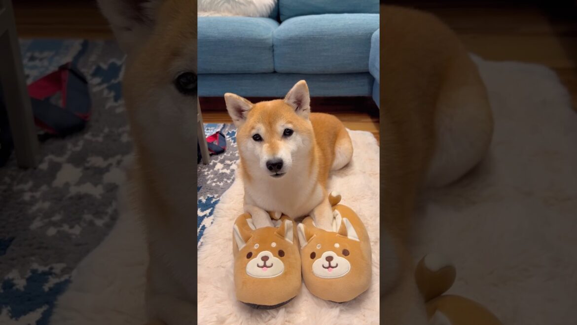 新しいスリッパ🐶#柴犬 #shiba #shorts