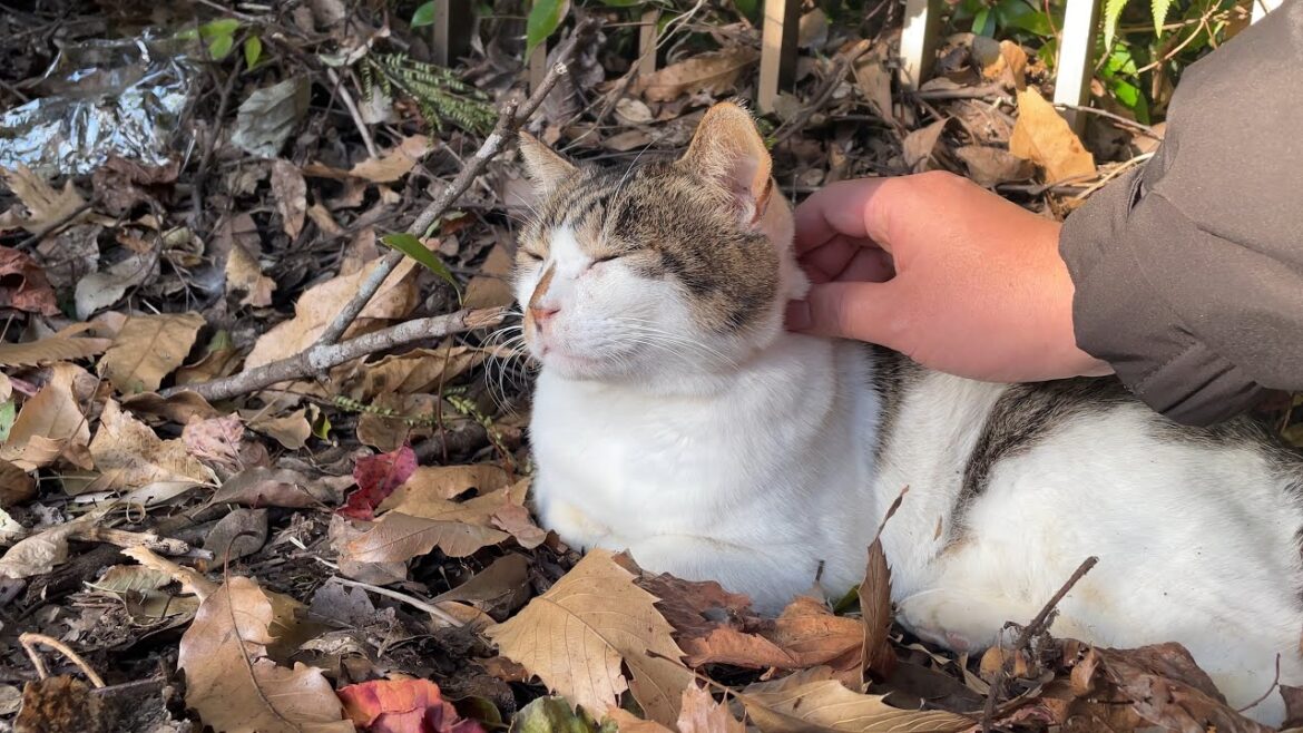 日向ぼっこ中のお喋りキジ白猫ちゃんに今年も仲良くしてくれてありがとうの気持ちを込めてナデナデ