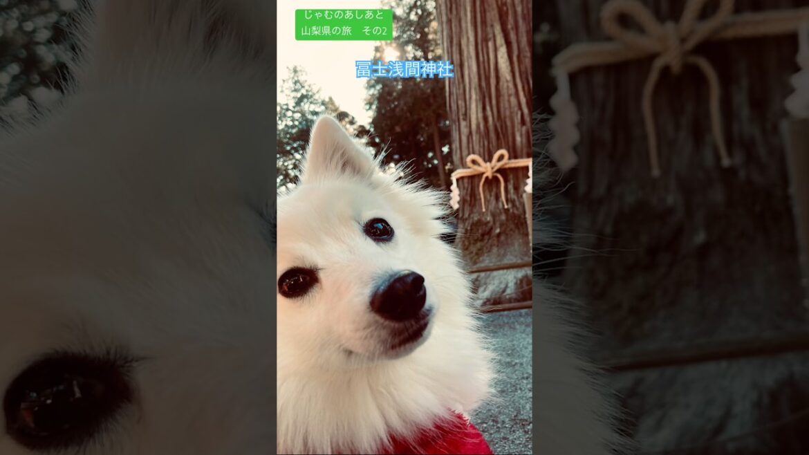 山梨県に行ったよ2 #日本スピッツ #山梨