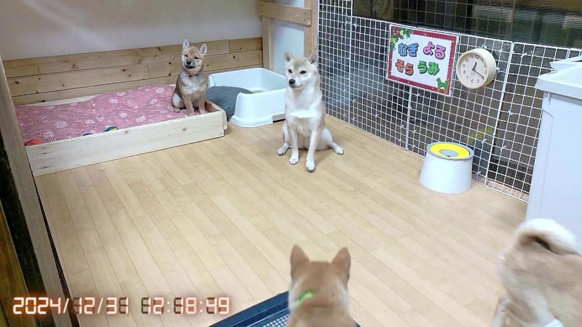 柴犬なつ！子育て生配信【生後113日】子犬たちの成長を振り返る年末。