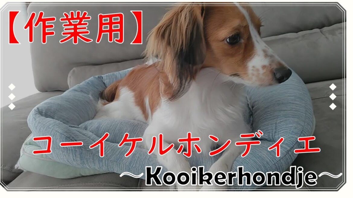 【作業用】コーイケルホンディエの日常【Kooikerhondje】