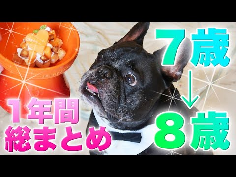 フレンチブルドッグココ誕生日 7歳→8歳の1年間!7歳総まとめ フレンチブルドッグココ誕生日 7歳→8歳の1年間!7歳総まとめ