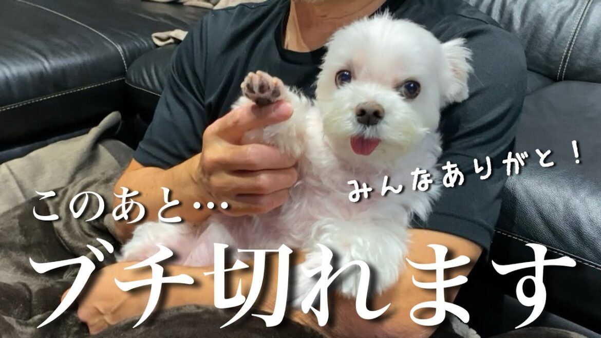 年末の挨拶中に愛犬が突然ブチ切れてしまいました
