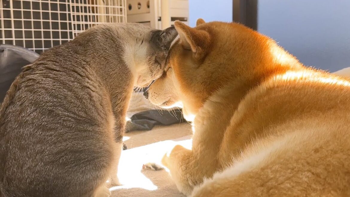柴犬ママが天国に旅立って3か月がたちました。 柴犬ママが天国に旅立って3か月がたちました。