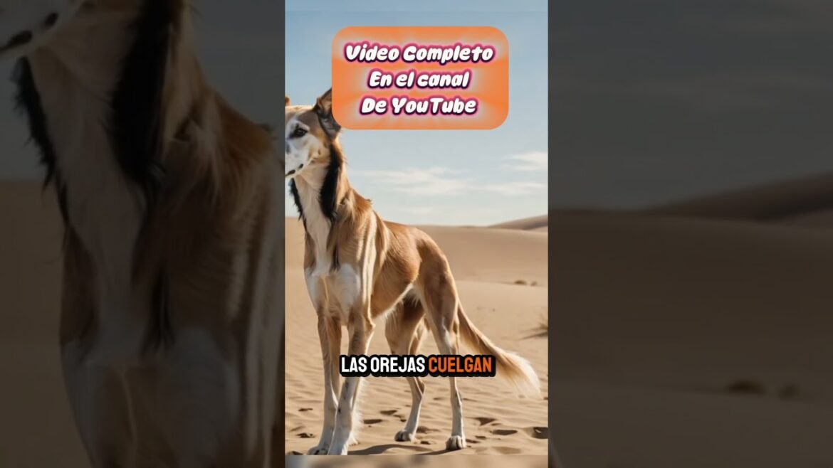 De los faraones a la actualidad: El legado del Saluki 🏺🐾